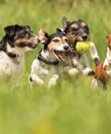 Pet area, Signature Global city 92